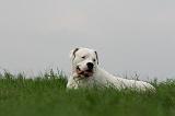 DOGUE ARGENTIN 429